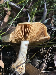 Cortinarius sinapicolor