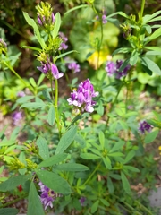 Medicago sativa