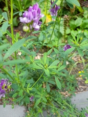 Medicago sativa