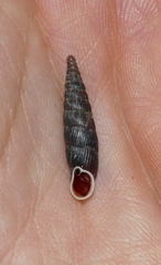 Macrogastra ventricosa