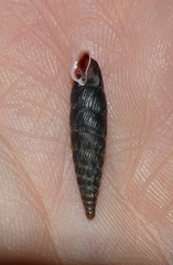 Macrogastra ventricosa