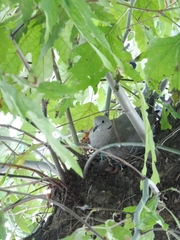 Streptopelia decaocto