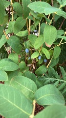 Lonicera caerulea