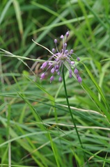 Allium carinatum