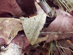 Zanclognatha lunalis