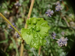 Colomerus vitis