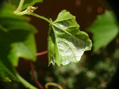 Colomerus vitis