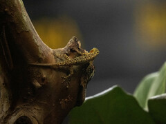 Cnemaspis littoralis