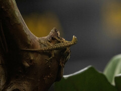 Cnemaspis littoralis