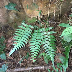 Polystichum lepidocaulon