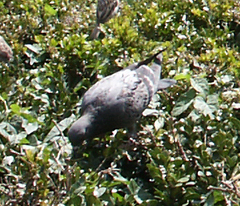 Columba livia