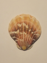 Bractechlamys vexillum