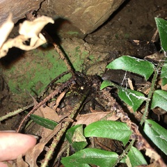 Polystichum lepidocaulon