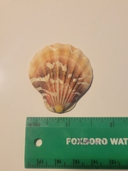 Bractechlamys vexillum