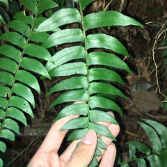 Polystichum lepidocaulon
