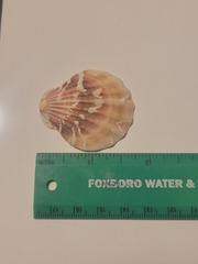 Bractechlamys vexillum