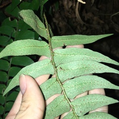 Polystichum lepidocaulon