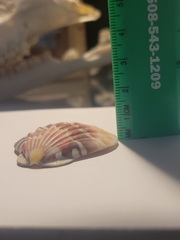 Bractechlamys vexillum