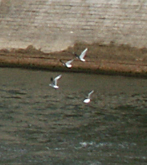 Chroicocephalus ridibundus