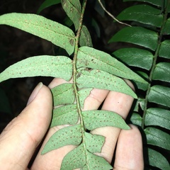 Polystichum lepidocaulon