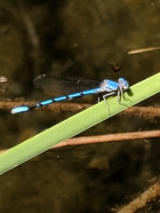 Argia agrioides