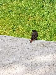 Phoenicurus ochruros