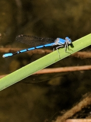 Argia agrioides