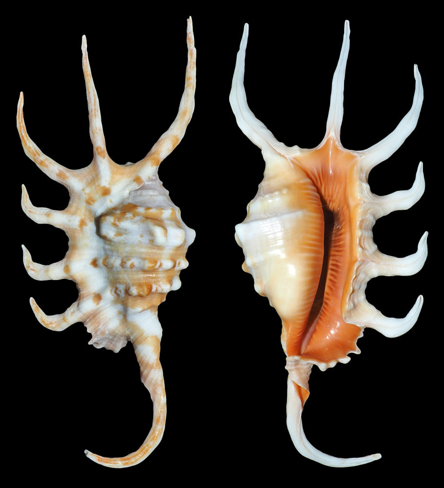 Lambis crocata × scorpius