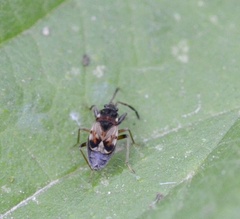 Scolopostethus decoratus