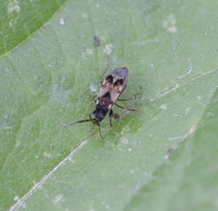 Scolopostethus decoratus