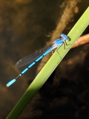 Argia agrioides
