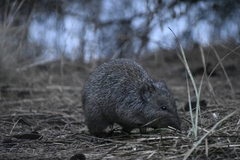 Potorous tridactylus
