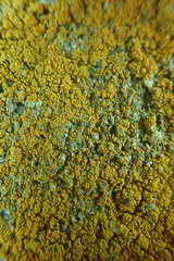 Flavoplaca citrina