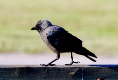 Corvus monedula monedula