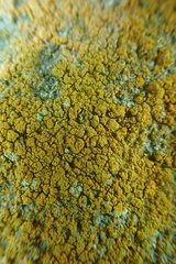 Flavoplaca citrina
