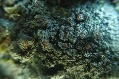 Fuscopannaria maritima