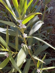Myoporum montanum