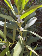 Myoporum montanum