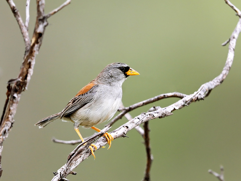 Little Inca-Finch illustration