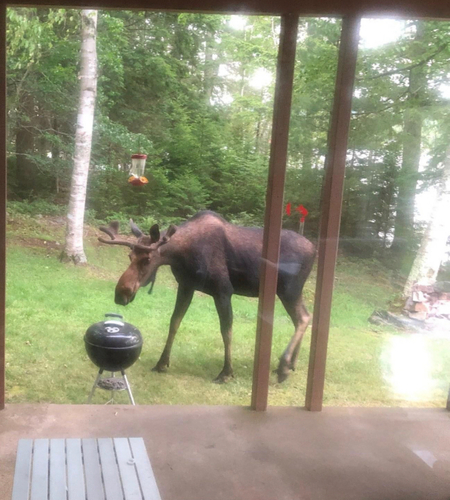 Eastern Moose photographed in New York