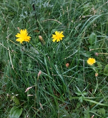 Hypochaeris radicata