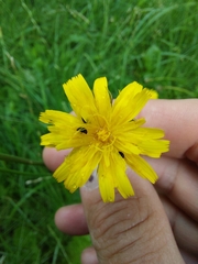 Hypochaeris radicata