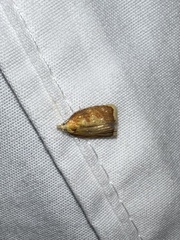 Acleris curvalana