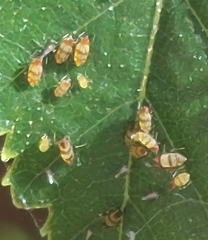 Callipterinella tuberculata