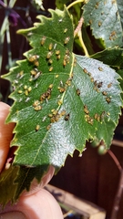 Callipterinella tuberculata