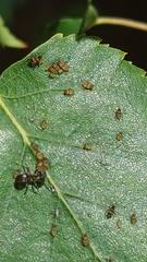 Callipterinella tuberculata