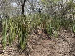 Sansevieria cylindrica