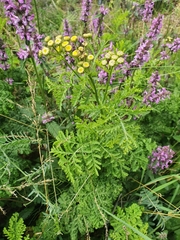 Tanacetum vulgare crispum