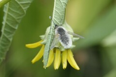 Systoechus candidulus