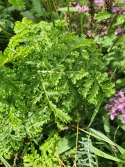 Tanacetum vulgare crispum